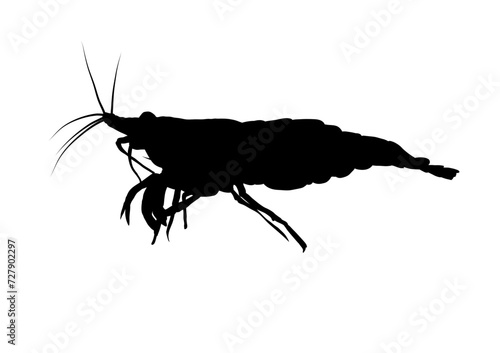 Silhouette of shrimp, crustacean - vector illustration