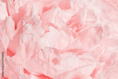Vivid peony flowers close up nature background, summer festive floral pattern, abstract nature flowery backdrop, botany environment scenery, pastel pink-white blossoming flower, sunlight