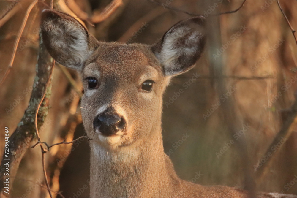 Profile of a Doe Profile of a Doe