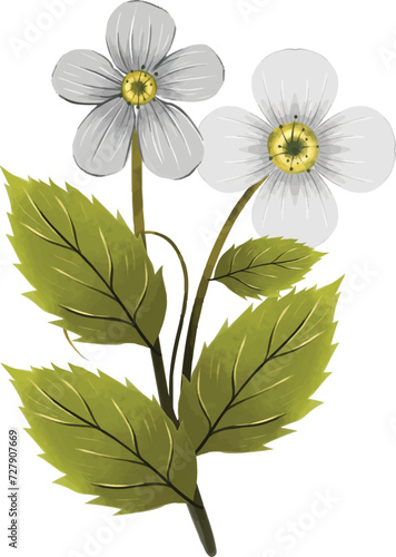 daisy, flower, nature, plant, camomile, summer, chamomile, white, flora, petal, daisies