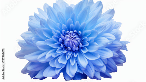 Blue chrysanthemum. Flower on a white isolated