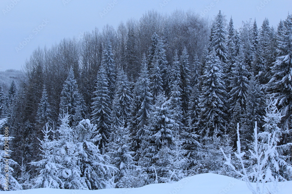 winter forest in the snow