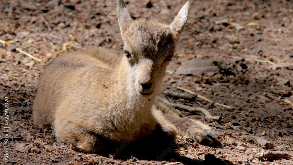 Close up of baby ibex resting on the ground and chewing. Close up of baby ibex resting on the ground and chewing.