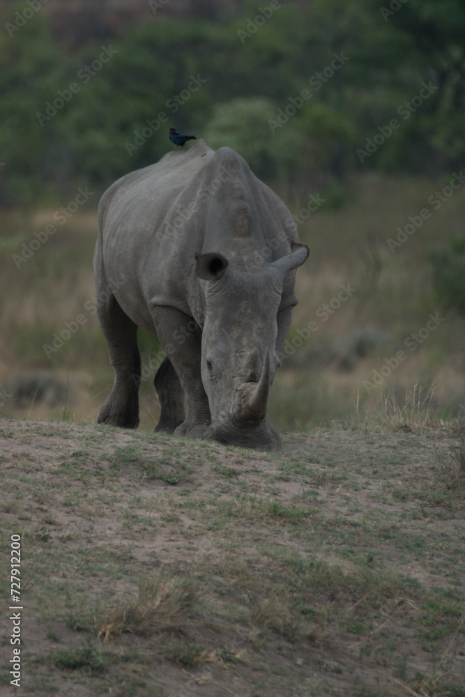 Fototapeta premium White Rhino