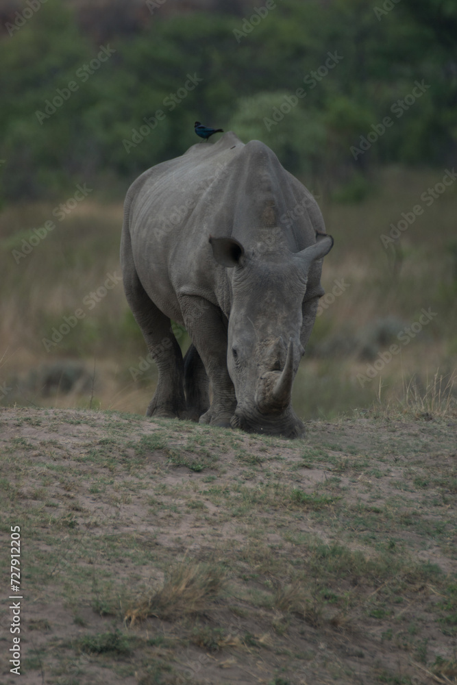 Obraz premium White Rhino