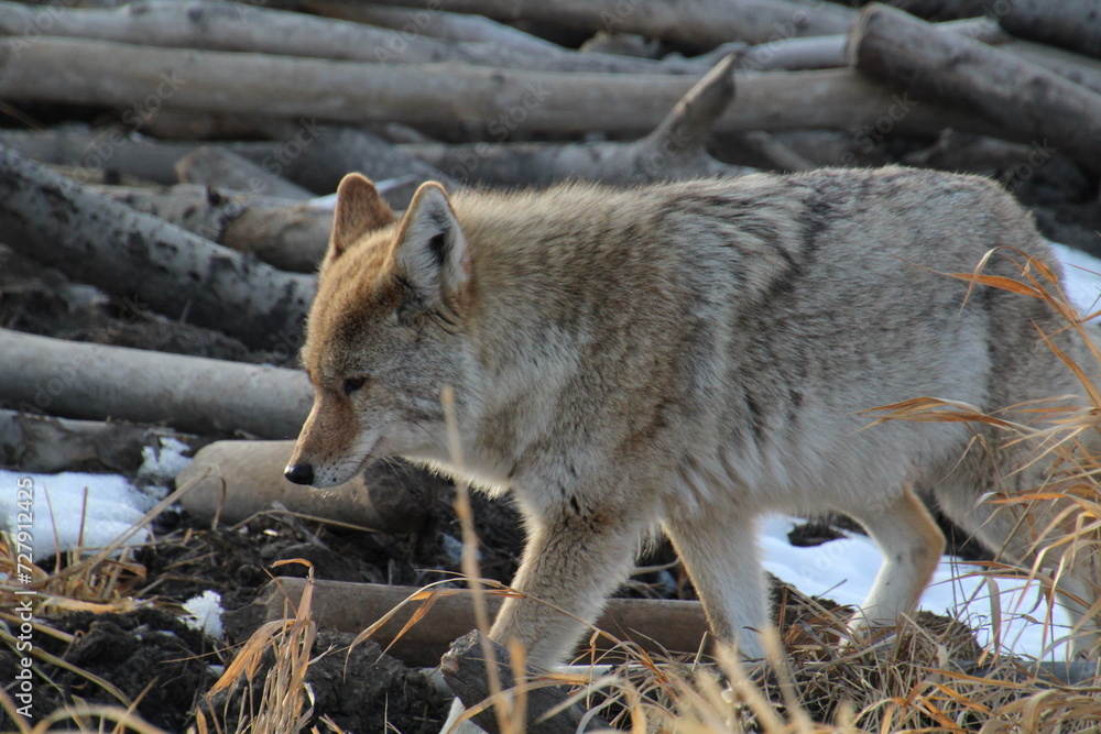 Coyote On The Move, Elk Island National Park, Alberta Coyote On The Move, Elk Island National Park, Alberta