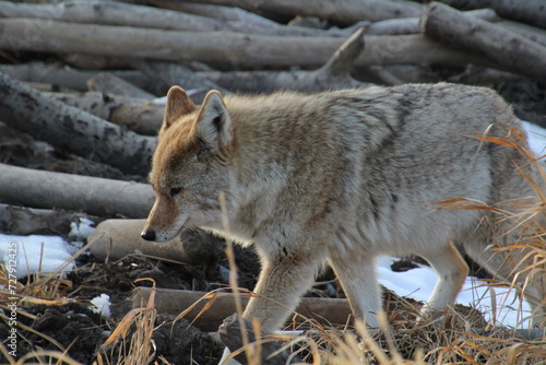 Coyote On The Move, Elk Island National Park, Alberta