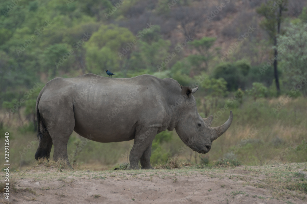 White Rhino