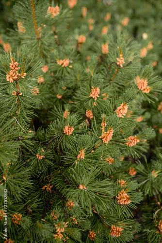 dwarf pine. a plant for landscape design.