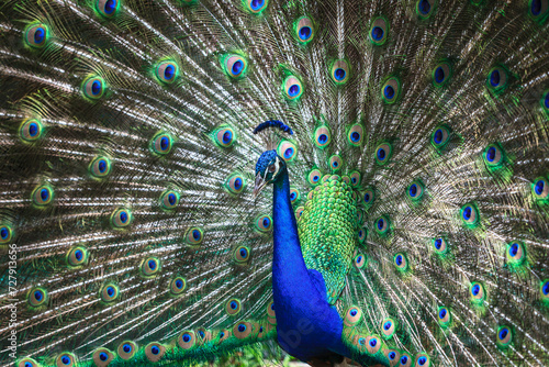 Peacock with feathers spreaded at Flamingo Gardens, Davie, Florida, USA