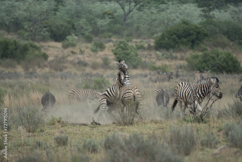 fighting zebras