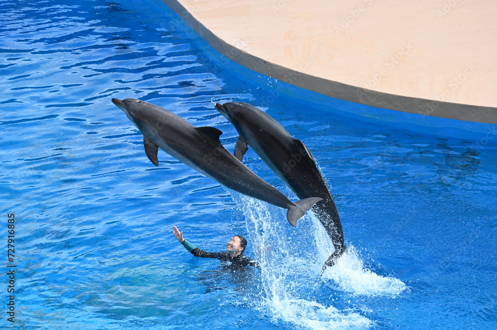 Obraz premium pair of dolphins