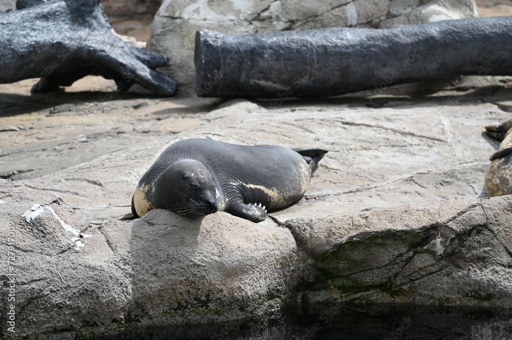 seal on the rocks seal on the rocks