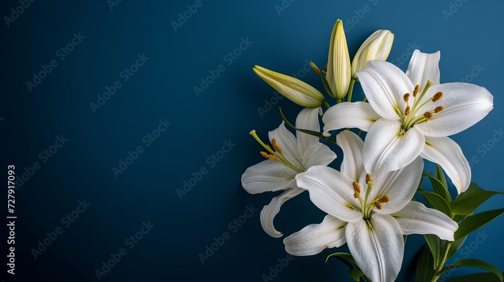 An elegant composition of white lilies against a deep blue backdrop, positioned on the right. 