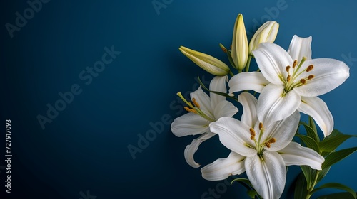 An elegant composition of white lilies against a deep blue backdrop, positioned on the right. 