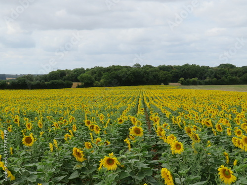 sunflower flower seeds natural food yellow large field sun © Malomalot