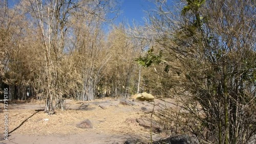 Colorful natural leaves of bamboo tree shedding changing color and Bambuseae foliage plant falling in autumn season or seasonal fall at garden on Khao Phraya Doen Thong mountain in Lop Buri, Thailand photo