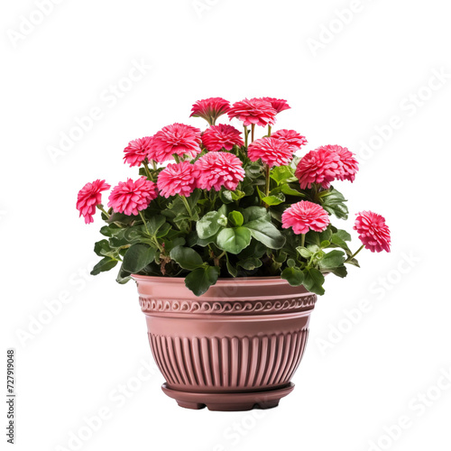 pink chrysanthemum in a pot