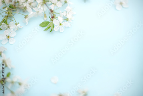 Fototapeta Naklejka Na Ścianę i Meble -  Spring white cherry blossom branches on blue. Floral pattern. Space for text. Banner or template. View from above, flat lay.
