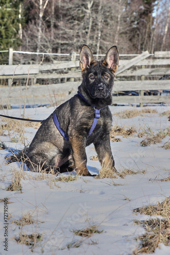 A gray German Shepherd puppy in a garden in Bredebolet in Skaraborg in Vaestra Goetaland in Sweden photo