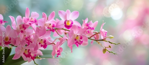 Pink Dendrobium Orchids  A Array of Pink Dendrobium Orchids Blooming Beautifully