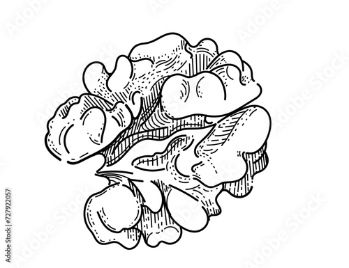 Walnut without nutshell hand drawn sketch for drawing book vector illustration isolated on white background