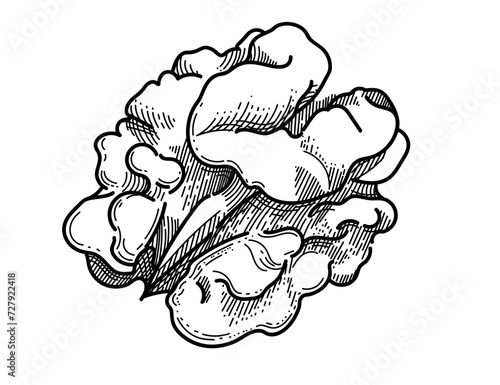 Walnut without nutshell hand drawn sketch for drawing book vector illustration isolated on white background