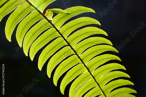sword fern leaf close up against  sunlight,vascular system