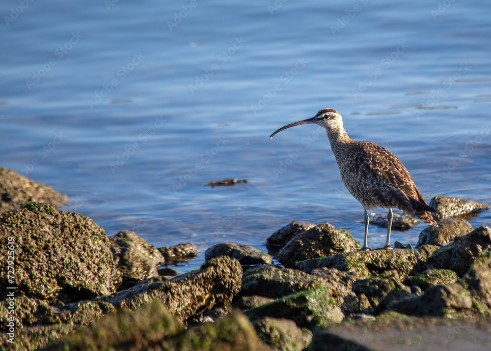 Whimbrel (Numenius phaeopus) in Coastal Habitats Whimbrel (Numenius phaeopus) in Coastal Habitats