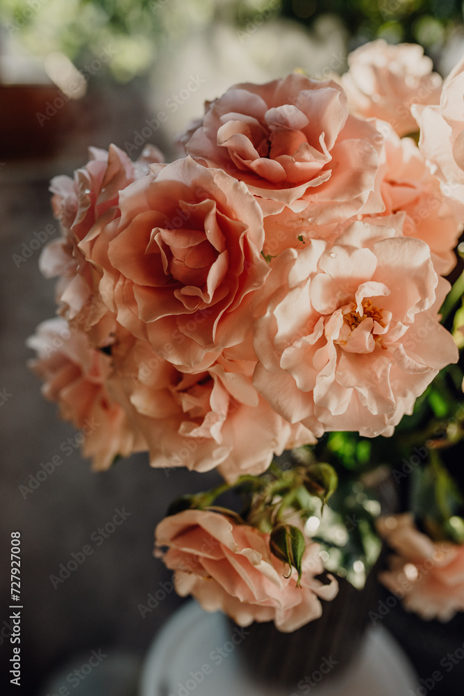 bush pink rose in soft light, bouquet of roses bush pink rose in soft light, bouquet of roses