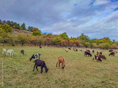 Herd of white and brown goats grazing on a pasture under Jelovica close