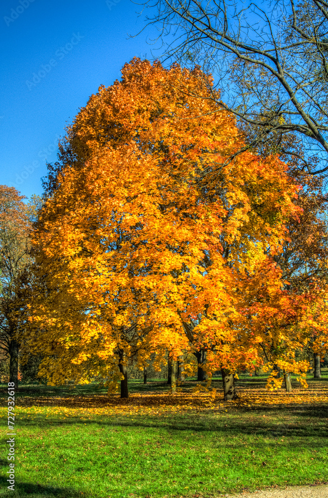 feuillages d'automne à l'arboretum de Chèvreloup dans les Yvelines en France feuillages d'automne à l'arboretum de Chèvreloup dans les Yvelines en France