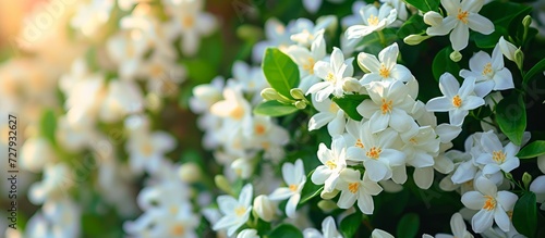 Breathtaking Beauty: A Jasmine Garden Blossoming with Fragrant Flowers