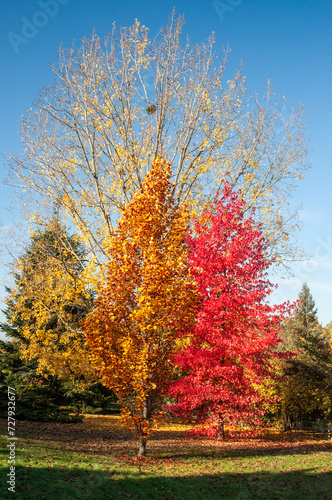 feuillages d'automne à l'arboretum de Chèvreloup dans les Yvelines en France © Francois