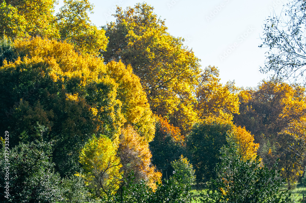 feuillages d'automne à l'arboretum de Chèvreloup dans les Yvelines en France