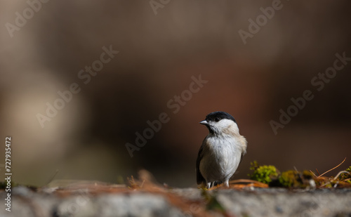 Marsh Tit or Black capped chickadee (Poecile montanus), resting on a stone wall
