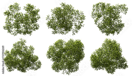 Aerial view greenery forest trees canopy cut out transparent backgrounds 3d render png