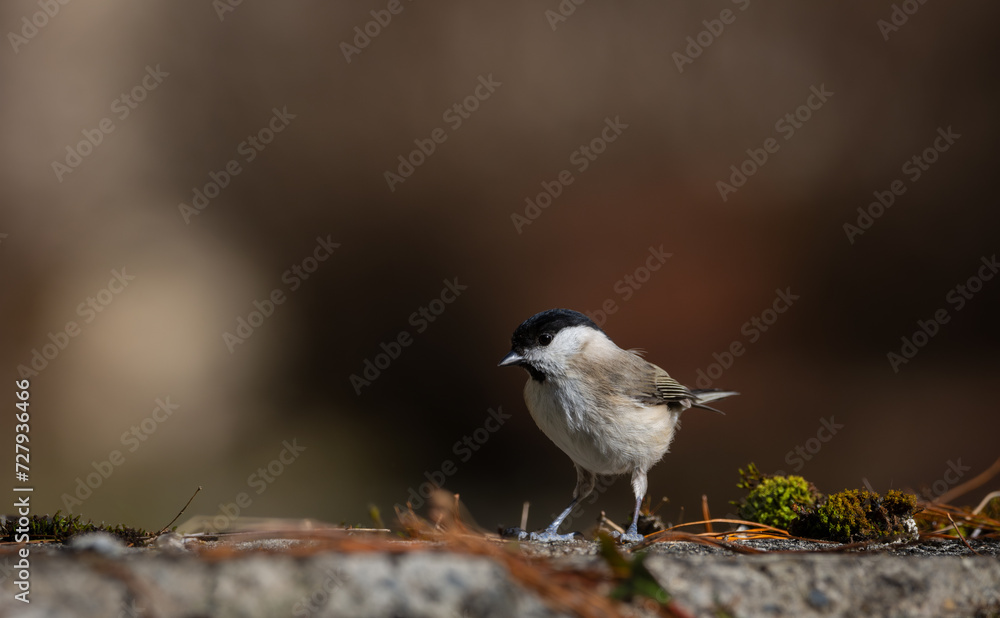 Marsh Tit or Black capped chickadee (Poecile montanus), resting on a stone wall