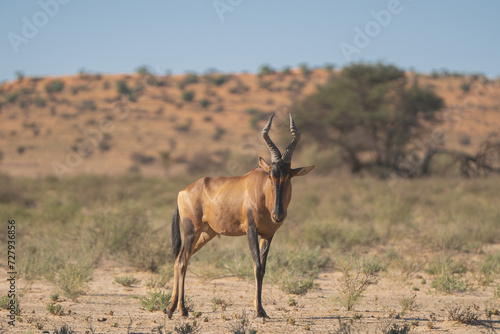 Red hartebeest, Cape hartebeest or Caama - Alcelaphus buselaphus caama with redu dunes and blue sky in background. Photo from Kgalagadi Transfrontier Park in South Africa.