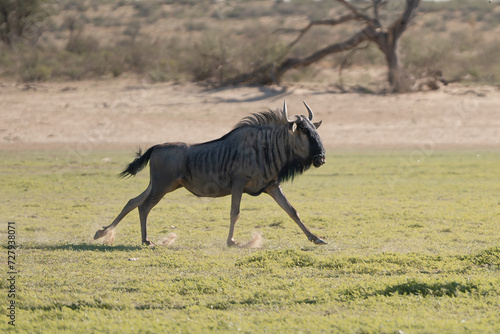 Blue wildebeest, common wildebeest, white-bearded gnu or brindled gnu - Connochaetes taurinus running on green meadow. Photo from Kgalagadi Transfrontier Park in South Africa.