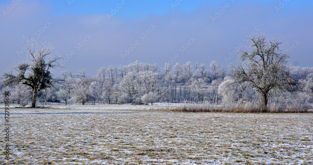 custom made wallpaper toronto digitalWinterlandschaft mit Streuobstwiesen und Wald
