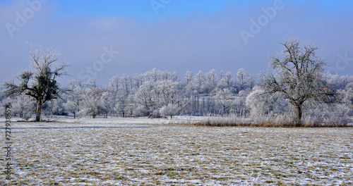 Wallpaper Mural Winterlandschaft mit Streuobstwiesen und Wald Torontodigital.ca