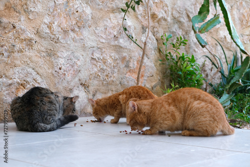 Canvas Print Colony of cats feeding