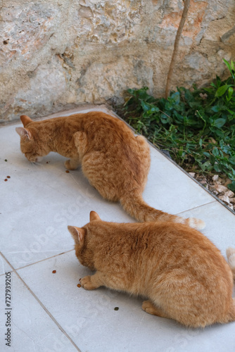Photography Colony of cats feeding