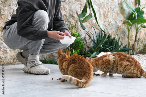 Tableau sur toile Colony of cats feeding