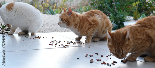 Photography Colony of cats feeding