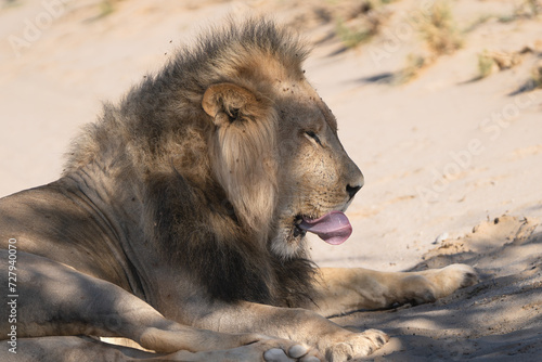Portrait of Lion - Panthera leo male laying on ground and leaking his lips around. Photo from Kgalagadi Transfrontier Park in South Africa 