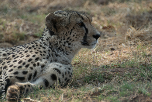 Cheetah lying down