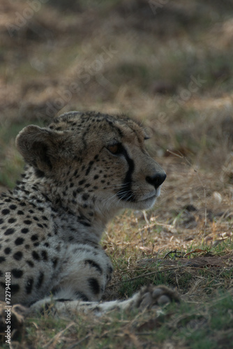 Cheetah lying down