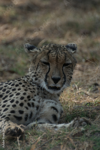 Cheetah lying down